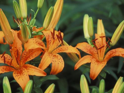 摩羯男人最契合的伴侣,摩羯男最佳的伴侣