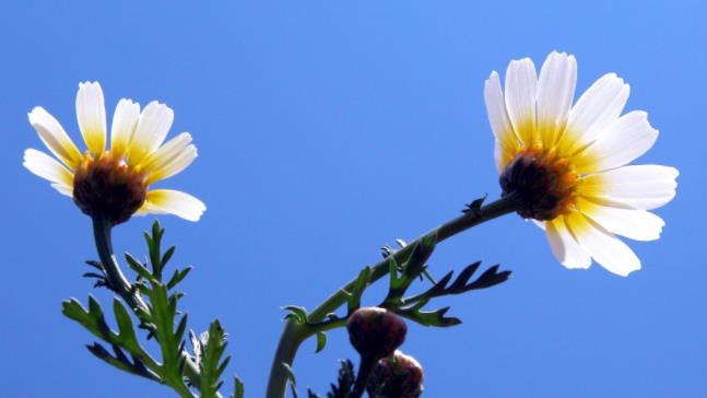 摩羯男人最契合的伴侣,摩羯男最佳的伴侣