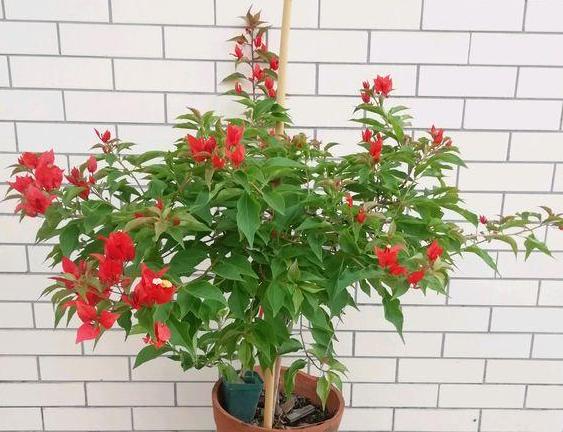 夏天剪枝最佳时间,夏天三角梅剪枝最佳时间