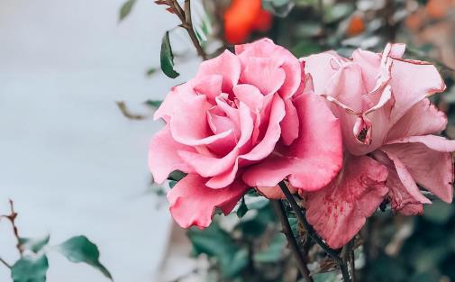 二婚顺口溜,二婚征婚找对象顺口溜