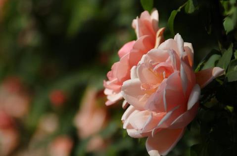 二婚顺口溜,二婚征婚找对象顺口溜