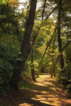 草坪一缕阳光图片唯美，阳光穿过树林的唯美图片