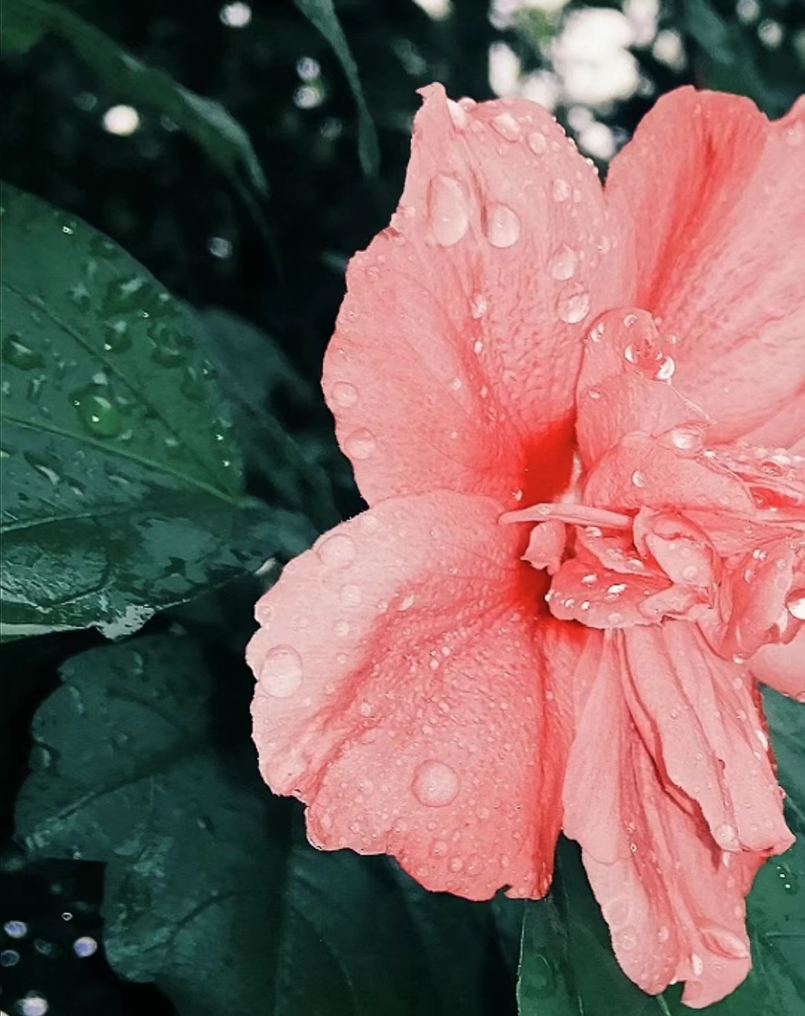 最美木槿花图片大全,惊艳的木槿花图片-528时尚网