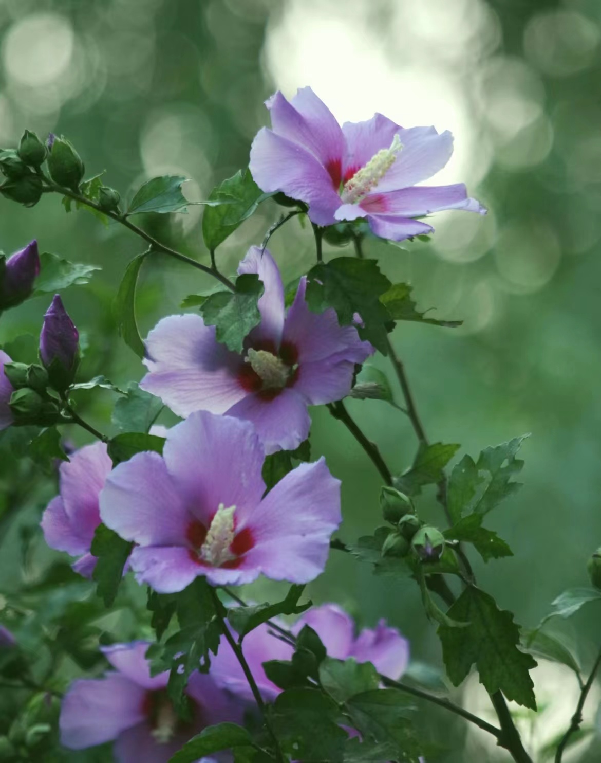 最美木槿花图片大全,惊艳的木槿花图片