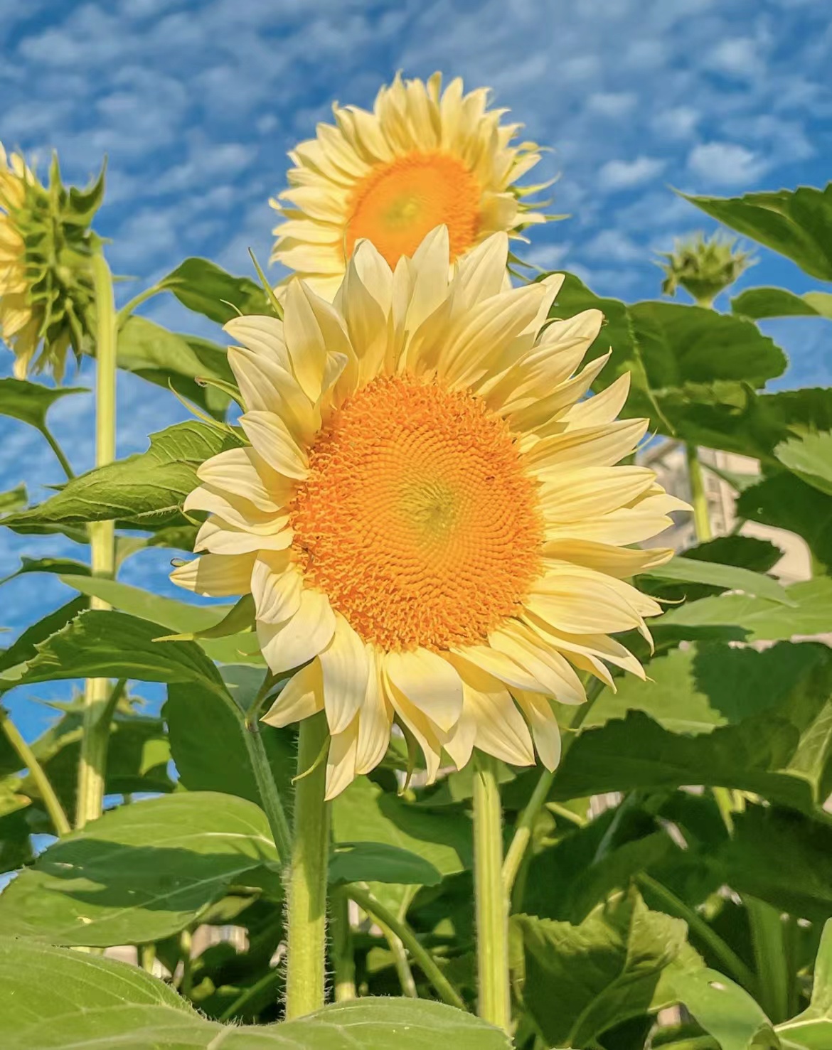 最漂亮的向日葵图片,向日葵治愈系背景图