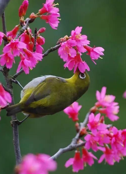 大自然花鸟真实图片,鸟语花香的图片风景