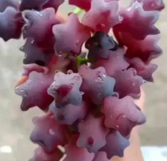 星星葡萄是真的吗，星星葡萄是什么品种