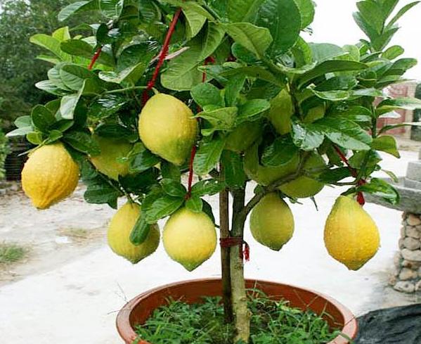 柠檬树是吉树还是凶树，柠檬树盆栽在家里禁忌