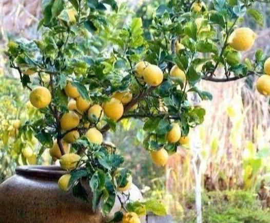 柠檬树是吉树还是凶树，柠檬树盆栽在家里禁忌