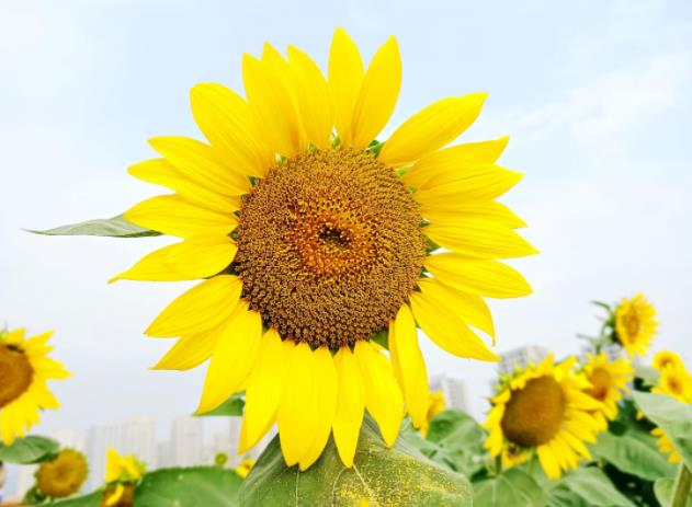 乔迁之喜送什么鲜花,乔迁之喜祝福语贺词