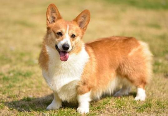 柯基犬为什么不建议养,柯基犬价格多少钱一只