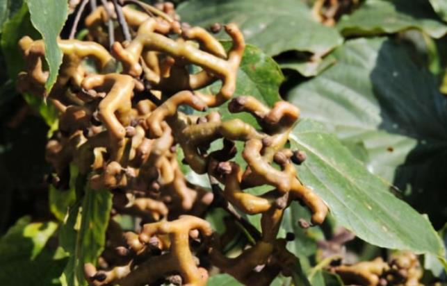 三种人不能吃拐枣，哪里有拐枣哪儿可以找到