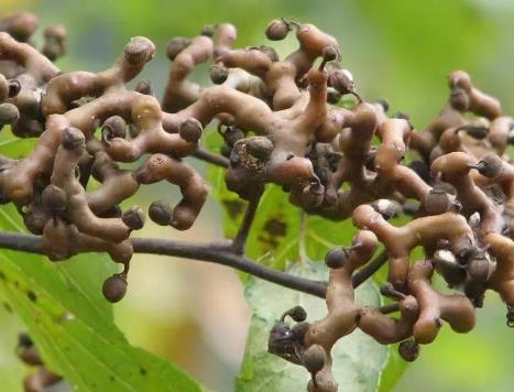 三种人不能吃拐枣，哪里有拐枣哪儿可以找到