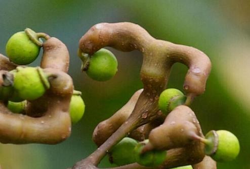 三种人不能吃拐枣，哪里有拐枣哪儿可以找到