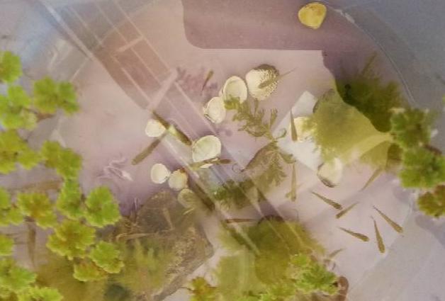 水里绿藻怎么清除,鱼池里的绿藻怎么清除