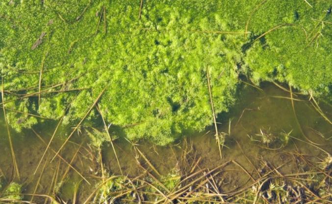 水里绿藻怎么清除,鱼池里的绿藻怎么清除