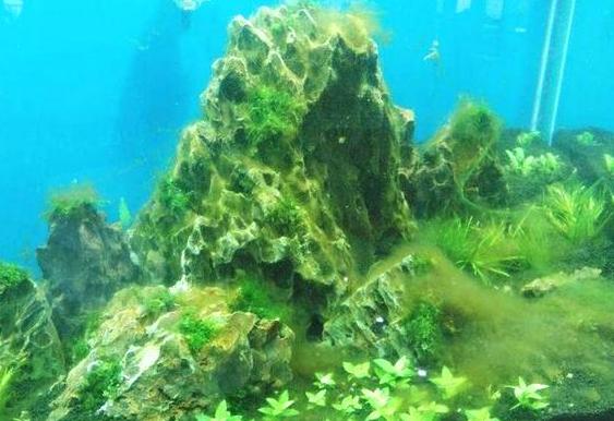 水里绿藻怎么清除,鱼池里的绿藻怎么清除