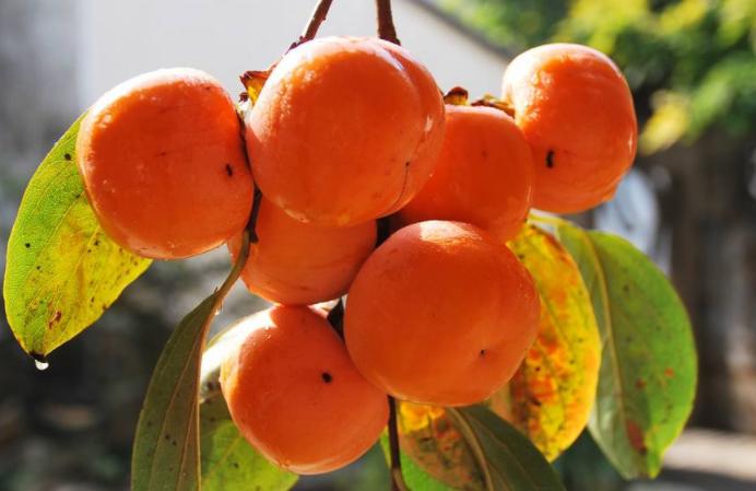 男怕妻妹女怕夫弟说法,男人怕柿子女怕梨什么意思