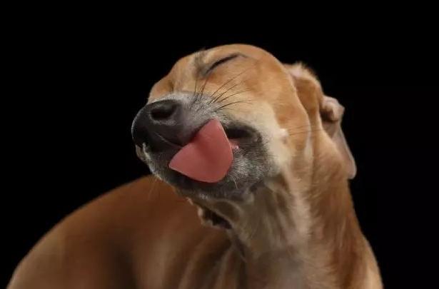 狗狗舔人代表什么,狗狗舔脚怎么回事