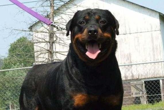 一生只认一个主人的狗,为什么狗会咬主人