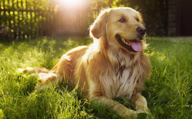 一生只认一个主人的狗,为什么狗会咬主人