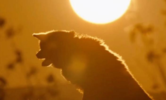 一生只认一个主人的狗,为什么狗会咬主人