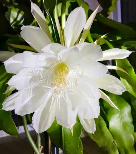 昙花一现是多长时间,昙花一现一般开几分钟