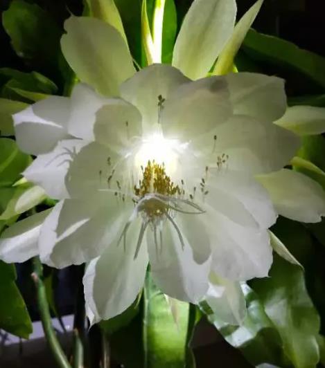 昙花一现是多长时间,昙花一现一般开几分钟