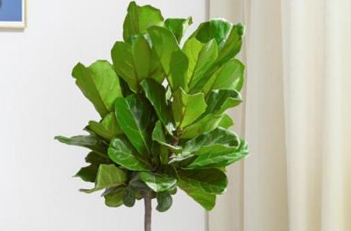 琴叶榕养殖方法,琴叶榕为什么不能养