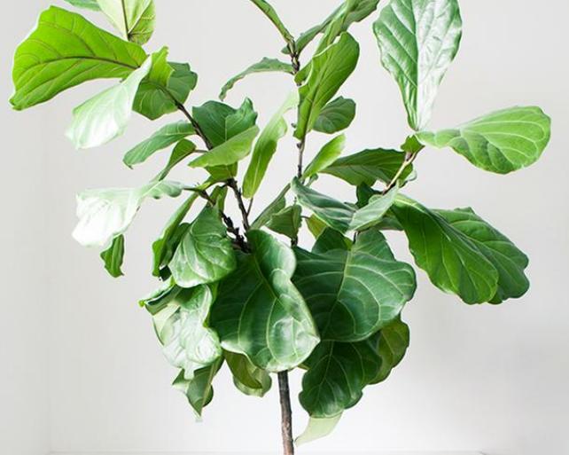 琴叶榕养殖方法,琴叶榕为什么不能养