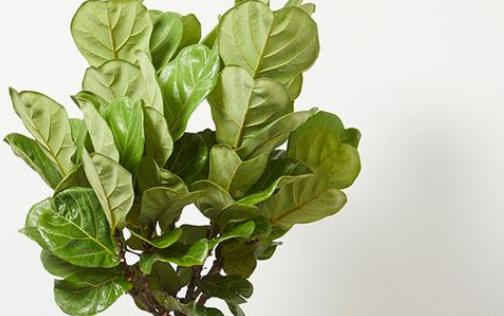 琴叶榕养殖方法,琴叶榕为什么不能养