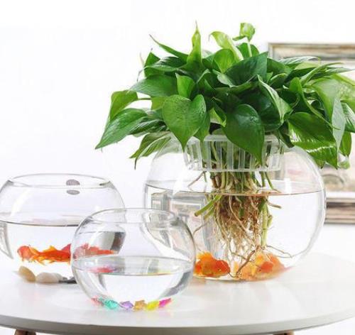 鱼缸适合养什么植物,鱼缸最好养什么植物