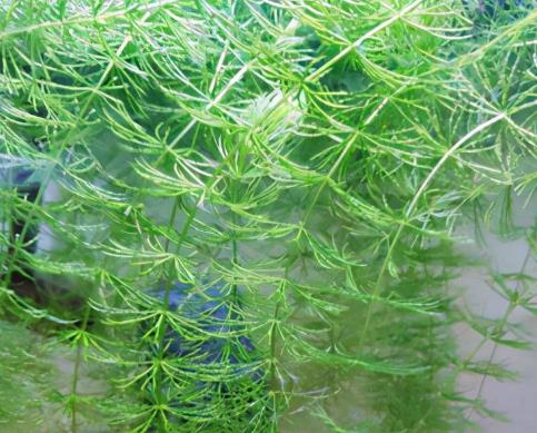 鱼缸适合养什么植物,鱼缸最好养什么植物