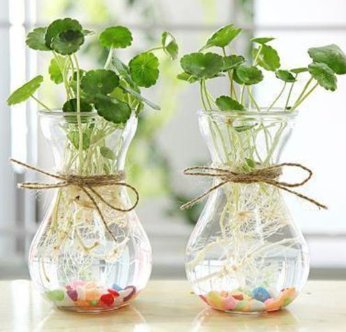 鱼缸适合养什么植物,鱼缸最好养什么植物