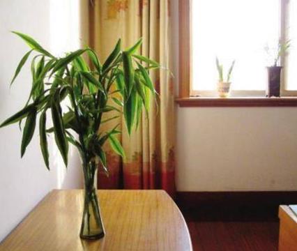 适合卧室的植物，最适合卧室的十大绿植