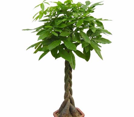 想要家中富屋里放哪三物,家里放什么摆件改善财运