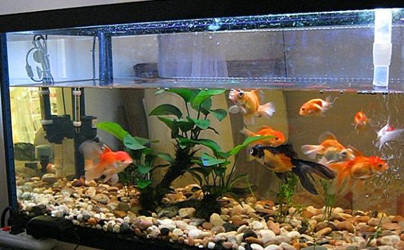 想要家中富屋里放哪三物,家里放什么摆件改善财运