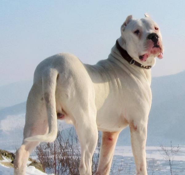 杜高犬十个不养的理由,杜高犬为什么没人养了