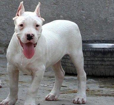 杜高犬十个不养的理由,杜高犬为什么没人养了