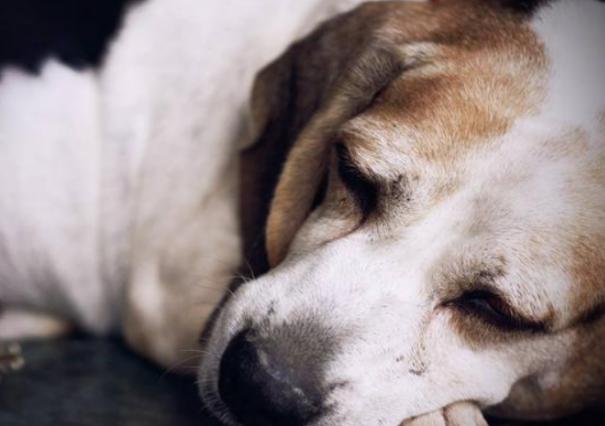 为什么狗死的时候要离家出走,狗快死的时候离家出走是真的吗