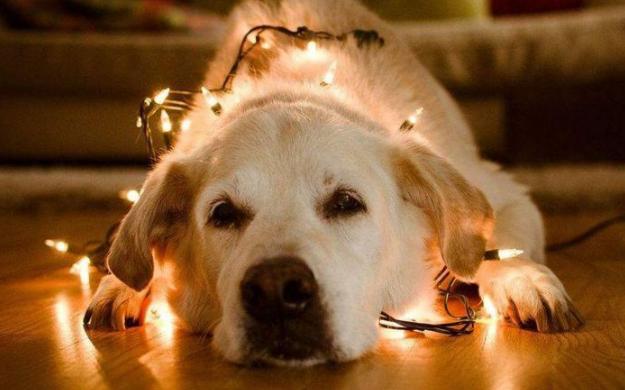 为什么狗死的时候要离家出走,狗快死的时候离家出走是真的吗