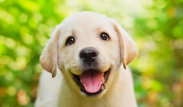 为什么狗死的时候要离家出走,狗快死的时候离家出走是真的吗