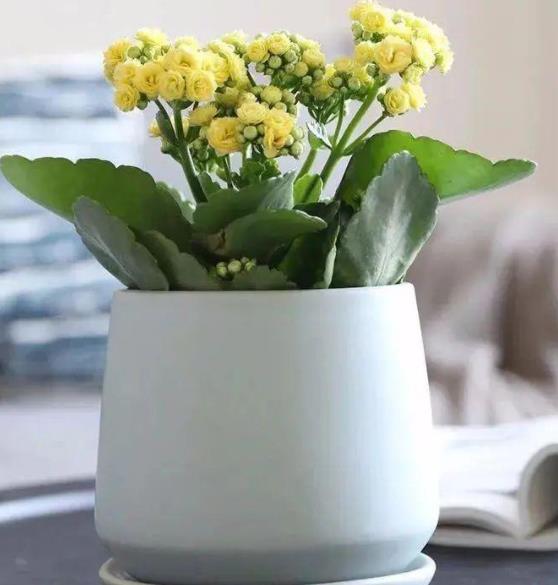 七十岁不宜种什么果树，适合70岁老人的花卉