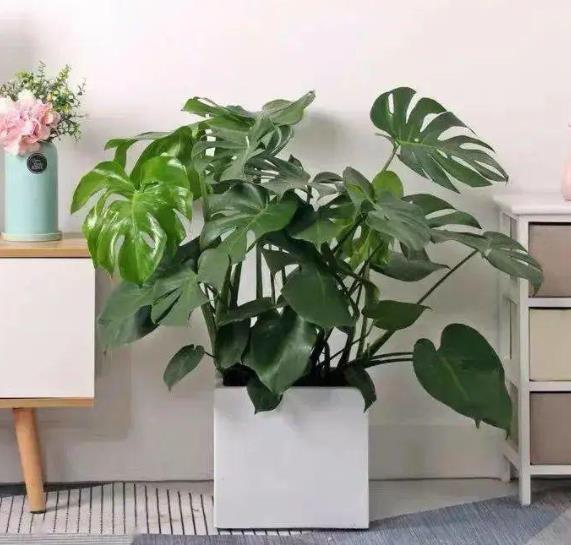 七十岁不宜种什么果树，适合70岁老人的花卉