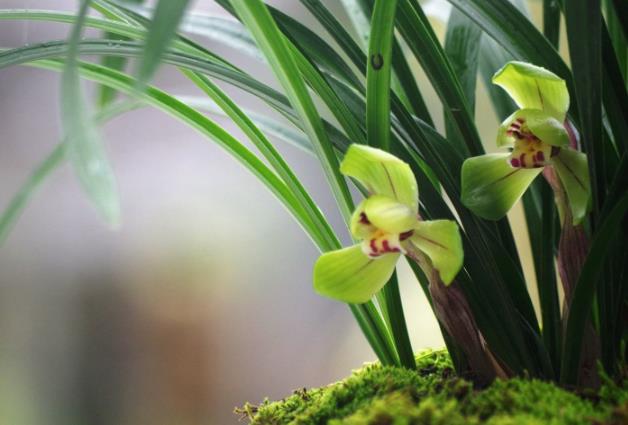 七十岁不宜种什么果树，适合70岁老人的花卉