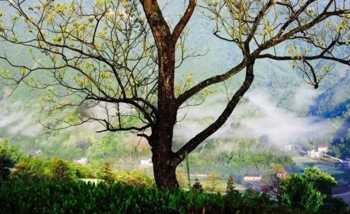 古人用什么树来指故乡,古人用什么树借代故乡