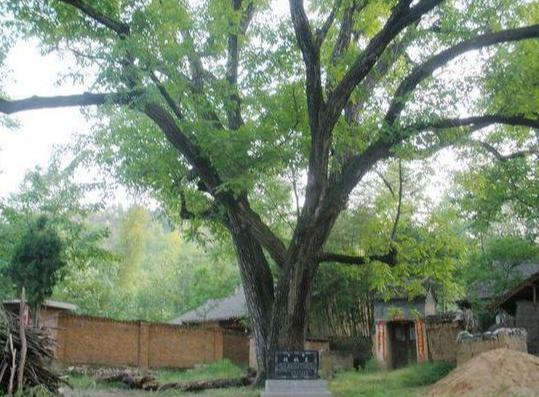 古人用什么树来指故乡,古人用什么树借代故乡