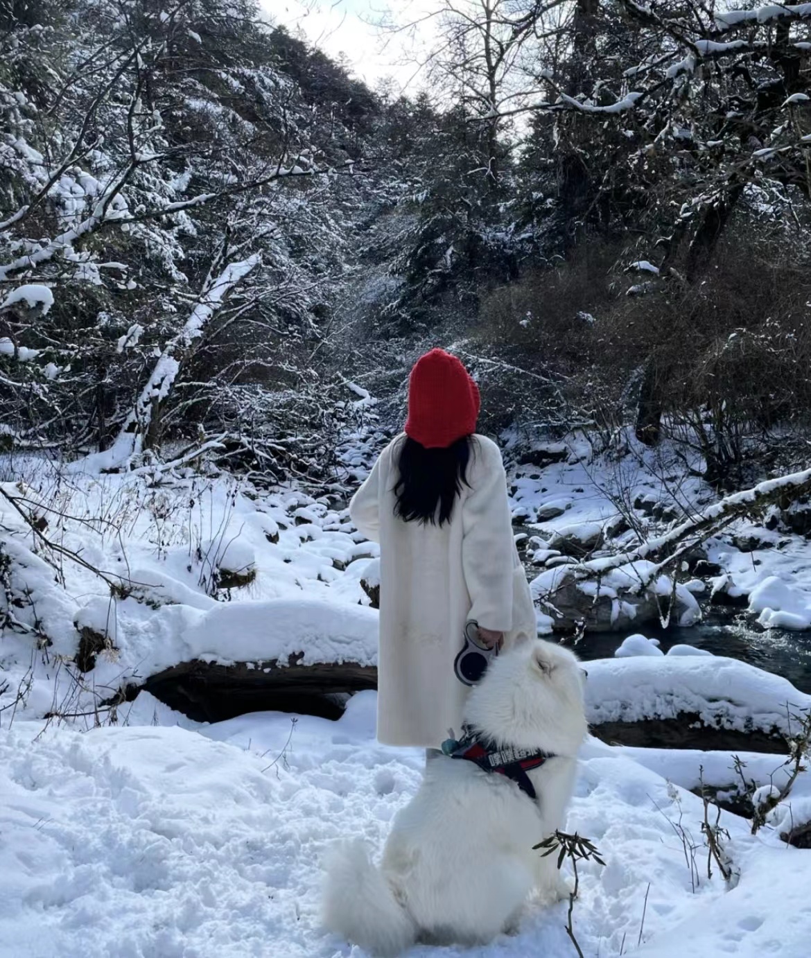 一人一狗背影头像