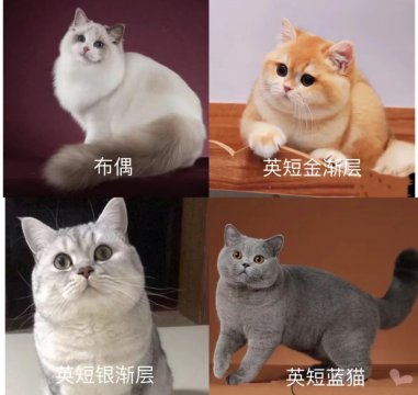 什么猫好养比较聪明，哪种猫比较好养又聪明