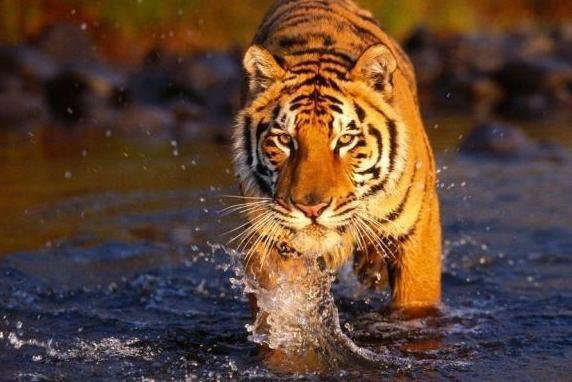 晚年守寡孤独的属相，2023年最顺利的4大属相